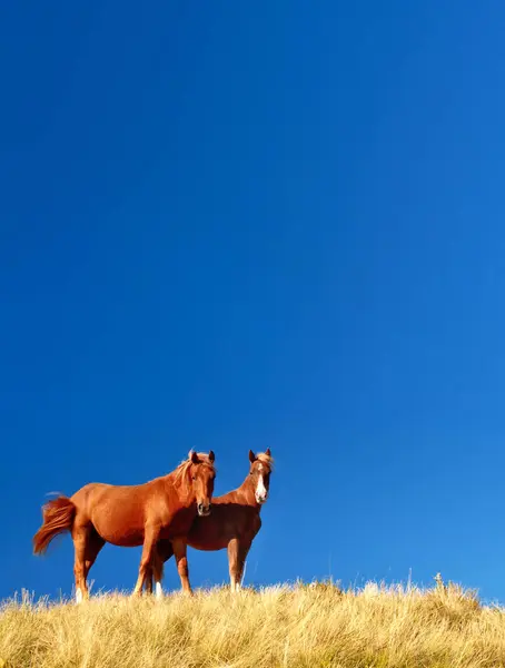 Horses Graze Yellow Grass Blue Background Picturesque Gorgeous Scene Location — Stock Photo, Image