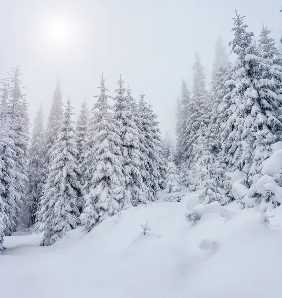 Majestueus Winterlandschap Dramatische Winterse Scène Locatie Karpaten Nationaal Park Oekraïne — Stockfoto