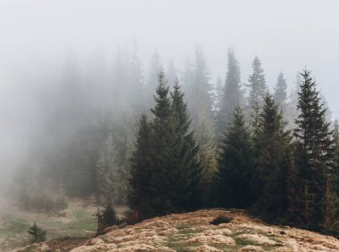 Sabah sisi tepeleri süslerle kapladı. Dramatik ve muhteşem bir sahne. Karpatlar 'ın yeri, Ukrayna, Avrupa. Çapraz işlem filtresi, retro ve vintage tarzı. Instagram tonlama etkisi. Güzellik dünyası.