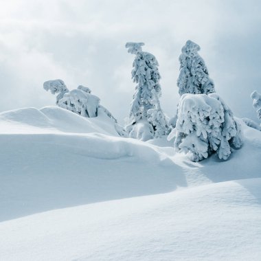 Güneş ışığıyla parlayan sihirli beyaz şeritler. Dramatik ve muhteşem kış manzarası. Karpatlar 'ın yeri, Ukrayna, Avrupa. Çapraz işlem filtresi, retro ve vintage tarzı. Instagram tonlama etkisi. Güzellik dünyası.
