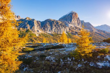 Parlak sarı tarlalar gün ışığında parlıyor. Resimli ve muhteşem bir sahne. Popüler turist eğlencesi. Dolomiti Alpleri, Cortina d 'Ampezzo, Falzarego Geçidi, İtalya, Avrupa. Güzellik dünyası.
