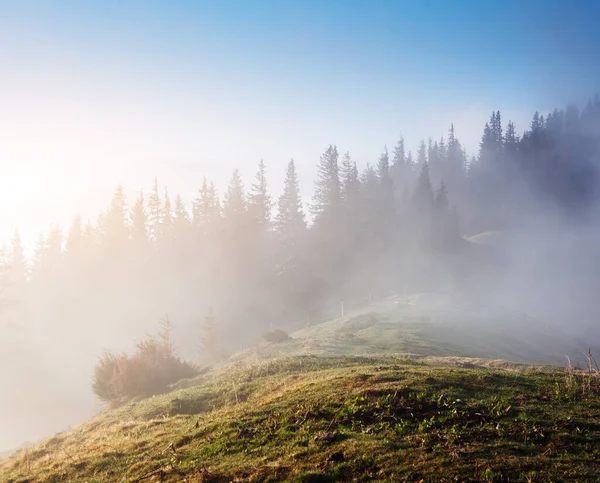Morning Fog Covered Hills Spruces Dramatic Gorgeous Scene Location Carpathian — Stock Photo, Image