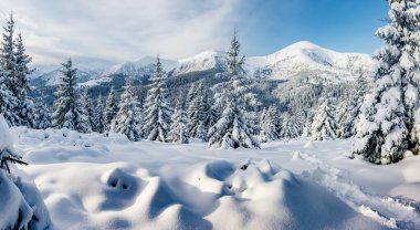 Güneş ışığıyla parlayan görkemli beyaz şeritler. Resimli ve muhteşem kış manzarası. Ukrayna, Avrupa 'daki Karpatlar Milli Parkı' nda. Alpler kayak merkezi. Mavi tonlama. Mutlu yıllar! Güzellik dünyası.
