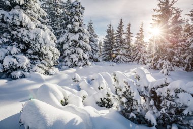 Güneş ışığıyla parlayan görkemli beyaz şeritler. Resimli ve muhteşem kış manzarası. Ukrayna, Avrupa 'daki Karpatlar Milli Parkı' nda. Alpler kayak merkezi. Mavi tonlama. Mutlu yıllar! Güzellik dünyası.