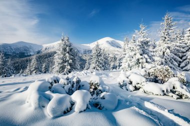 Güneş ışığıyla parlayan görkemli beyaz şeritler. Resimli ve muhteşem kış manzarası. Ukrayna, Avrupa 'daki Karpatlar Milli Parkı' nda. Alpler kayak merkezi. Mavi tonlama. Mutlu yıllar! Güzellik dünyası.