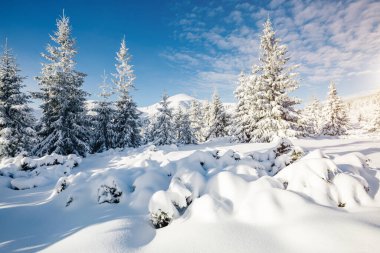 Güneş ışığıyla parlayan görkemli beyaz şeritler. Resimli ve muhteşem kış manzarası. Ukrayna, Avrupa 'daki Karpatlar Milli Parkı' nda. Alpler kayak merkezi. Güzellik dünyası. Mavi tonlama. Mutlu yıllar.!