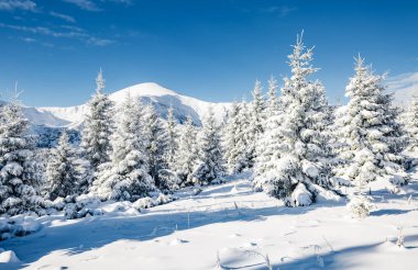 Güneş ışığıyla parlayan görkemli beyaz şeritler. Resimli ve muhteşem kış manzarası. Ukrayna, Avrupa 'daki Karpatlar Milli Parkı' nda. Alpler kayak merkezi. Güzellik dünyası. Mavi tonlama. Mutlu yıllar.!