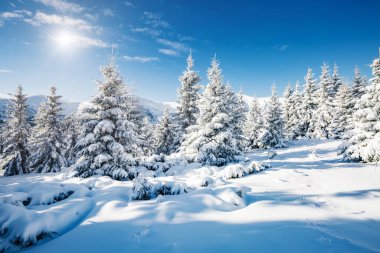 Güneş ışığıyla parlayan görkemli beyaz şeritler. Resimli ve muhteşem kış manzarası. Ukrayna, Avrupa 'daki Karpatlar Milli Parkı' nda. Alpler kayak merkezi. Mavi tonlama. Mutlu yıllar! Güzellik dünyası.