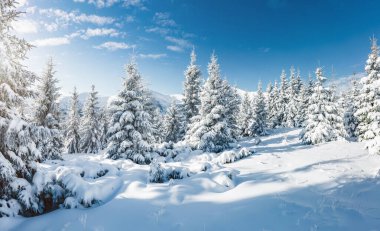 Güneş ışığıyla parlayan görkemli beyaz şeritler. Resimli ve muhteşem kış manzarası. Ukrayna, Avrupa 'daki Karpatlar Milli Parkı' nda. Alpler kayak merkezi. Mavi tonlama. Mutlu yıllar! Güzellik dünyası.