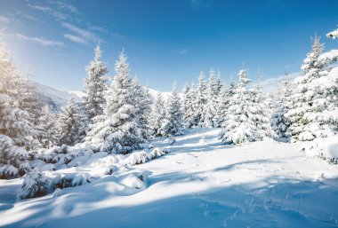 Güneş ışığıyla parlayan görkemli beyaz şeritler. Resimli ve muhteşem kış manzarası. Ukrayna, Avrupa 'daki Karpatlar Milli Parkı' nda. Alpler kayak merkezi. Mavi tonlama. Mutlu yıllar! Güzellik dünyası.
