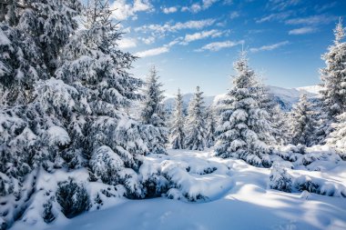 Güneş ışığıyla parlayan görkemli beyaz şeritler. Resimli ve muhteşem kış manzarası. Ukrayna, Avrupa 'daki Karpatlar Milli Parkı' nda. Alpler kayak merkezi. Mavi tonlama. Mutlu yıllar! Güzellik dünyası.