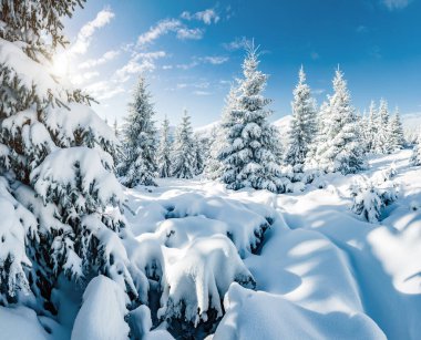 Güneş ışığıyla parlayan görkemli beyaz şeritler. Resimli ve muhteşem kış manzarası. Ukrayna, Avrupa 'daki Karpatlar Milli Parkı' nda. Alpler kayak merkezi. Mavi tonlama. Mutlu yıllar! Güzellik dünyası.