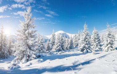 Güneş ışığıyla parlayan görkemli beyaz şeritler. Resimli ve muhteşem kış manzarası. Ukrayna, Avrupa 'daki Karpatlar Milli Parkı' nda. Alpler kayak merkezi. Güzellik dünyası. Mavi tonlama. Mutlu yıllar.!