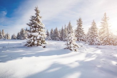 Güneş ışığıyla parlayan büyük beyaz şeritler. Muhteşem ve muhteşem kış manzarası. Ukrayna, Avrupa 'daki Karpatlar Milli Parkı' nda. Alpler kayak merkezi. Güzellik dünyası. Mavi tonlama. Mutlu yıllar.!