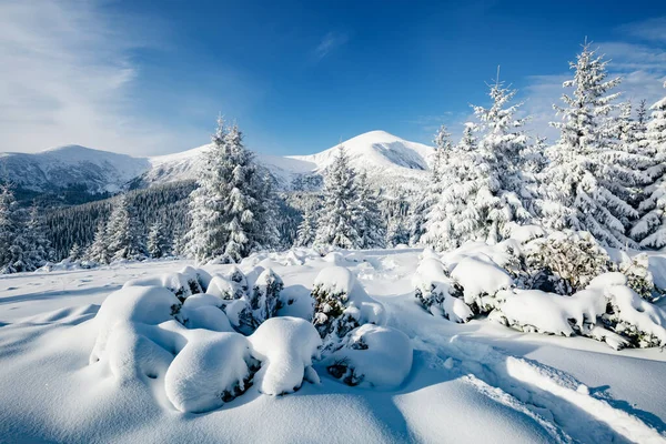 Güneş ışığıyla parlayan görkemli beyaz şeritler. Resimli ve muhteşem kış manzarası. Ukrayna, Avrupa 'daki Karpatlar Milli Parkı' nda. Alpler kayak merkezi. Mavi tonlama. Mutlu yıllar! Güzellik dünyası.
