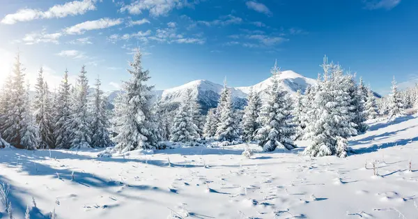 Majestic White Spruces Glowing Sunlight Picturesque Gorgeous Wintry Scene Location — Stock Photo, Image