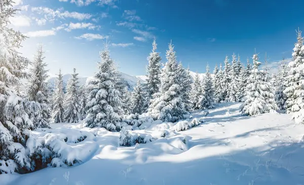 Güneş ışığıyla parlayan görkemli beyaz şeritler. Resimli ve muhteşem kış manzarası. Ukrayna, Avrupa 'daki Karpatlar Milli Parkı' nda. Alpler kayak merkezi. Mavi tonlama. Mutlu yıllar! Güzellik dünyası.