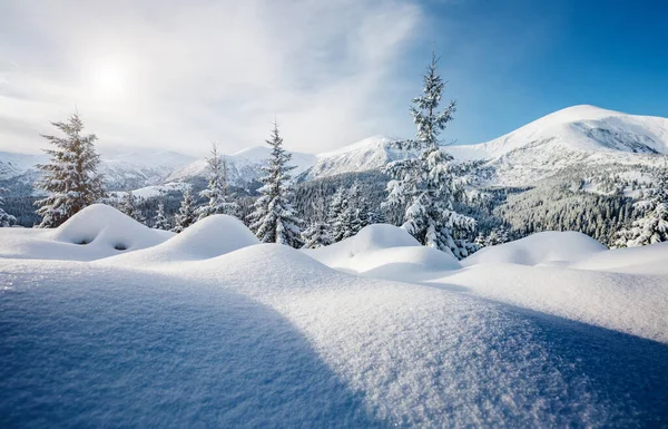 Güneş ışığıyla parlayan görkemli beyaz şeritler. Resimli ve muhteşem kış manzarası. Ukrayna, Avrupa 'daki Karpatlar Milli Parkı' nda. Alpler kayak merkezi. Mavi tonlama. Mutlu yıllar! Güzellik dünyası.