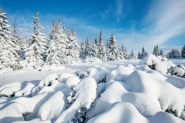 Great White Spruces Glowing Sunlight Magnificent Gorgeous Wintry Scene Location — Stock Photo, Image
