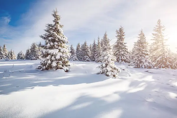 Güneş ışığıyla parlayan büyük beyaz şeritler. Muhteşem ve muhteşem kış manzarası. Ukrayna, Avrupa 'daki Karpatlar Milli Parkı' nda. Alpler kayak merkezi. Güzellik dünyası. Mavi tonlama. Mutlu yıllar.!