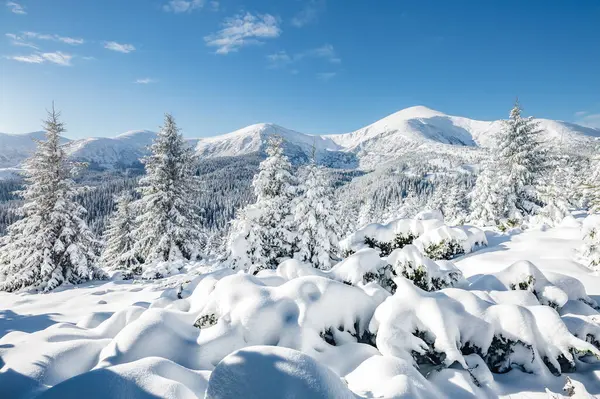 Güneş ışığıyla parlayan büyük beyaz şeritler. Muhteşem ve muhteşem kış manzarası. Ukrayna, Avrupa 'daki Karpatlar Milli Parkı' nda. Alpler kayak merkezi. Güzellik dünyası. Mavi tonlama. Mutlu yıllar.!