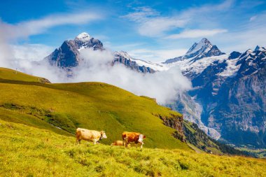 Güneş ışınları alp tepelerde inek otlatmak. Gün pitoresk ve muhteşem sahne. Yer yer nın Oberland, Grindelwald, İsviçre. Sanatsal resim. Güzellik dünyasını keşfedin.