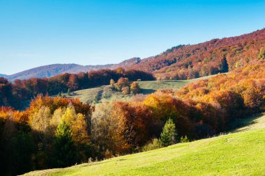 Güneş ışığında parlayan büyük Alp Vadisi. Muhteşem bir sabah sahnesi. Kırmızı ve sarı sonbahar yaprakları. Mekan Karpatlar, Ukrayna, Avrupa. Güzellik dünyasını keşfedin. Sanatsal resim.