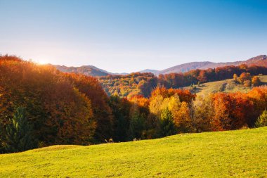 Güneş ışığında parlayan büyük Alp Vadisi. Muhteşem bir sabah sahnesi. Kırmızı ve sarı sonbahar yaprakları. Mekan Karpatlar, Ukrayna, Avrupa. Güzellik dünyasını keşfedin. Sanatsal resim.