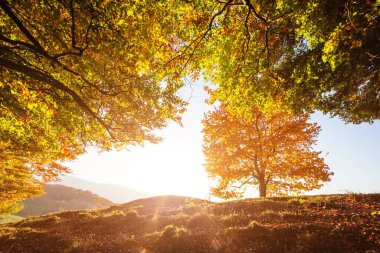 Dağ vadisinde güneşli kirişleri olan bir tepedeki parlak kayın ağacı. Muhteşem bir sabah sahnesi. Kırmızı ve sarı sonbahar yaprakları. Mekan Karpatlar, Ukrayna, Avrupa. Güzellik dünyasını keşfedin.