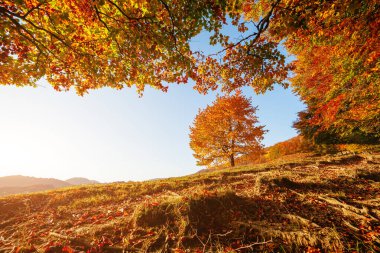 Dağ vadisinde güneşli kirişleri olan bir tepedeki parlak kayın ağacı. Muhteşem bir sabah sahnesi. Kırmızı ve sarı sonbahar yaprakları. Mekan Karpatlar, Ukrayna, Avrupa. Güzellik dünyasını keşfedin.