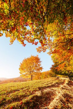 Dağ vadisinde güneşli kirişleri olan bir tepedeki parlak kayın ağacı. Muhteşem bir sabah sahnesi. Kırmızı ve sarı sonbahar yaprakları. Mekan Karpatlar, Ukrayna, Avrupa. Güzellik dünyasını keşfedin.
