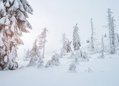Güneş ışığıyla parlayan sihirli beyaz şeritler. Dramatik ve muhteşem kış manzarası. Karpatlar 'ın yeri, Ukrayna, Avrupa. Çapraz işlem filtresi, retro ve vintage tarzı. Instagram tonlama etkisi. Güzellik dünyası.