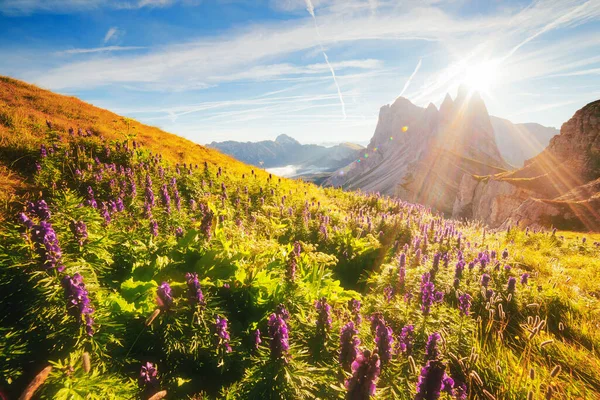 Klidný Výhled Alpský Kopec Slunečního Světla Skvělá Nádherná Ranní Scéna — Stock fotografie