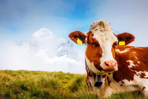Koeien Ontspannen Alpiene Heuvels Zonnestralen Pittoreske Prachtige Dagscene Locatie Berner — Stockfoto