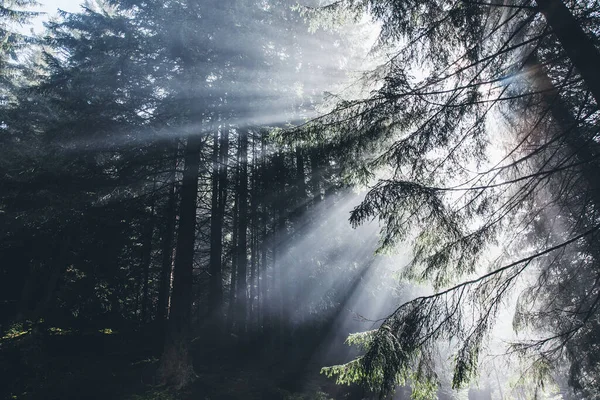 Fantastyczny Las Świecący Światłem Słonecznym Dramatyczny Poranek Wspaniała Scena Lokalizacja — Zdjęcie stockowe