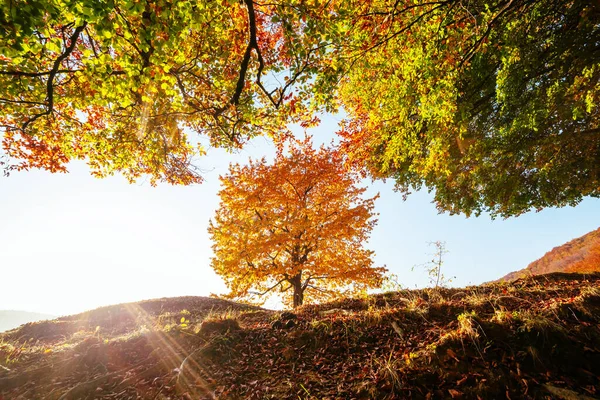 Shiny beech tree on a hill slope with sunny beams at mountain valley. Dramatic morning scene. Red and yellow autumn leaves. Location place Carpathians, Ukraine, Europe. Discover the world of beauty.