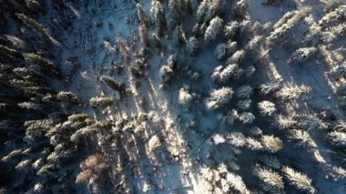 Donmuş köknar ağaçlarıyla kış manzarası. Kış ladini ve çam ormanının yukarıdan aşağıya havadan çekilmiş görüntüleri. Karpat Dağları 'nın yeri, Ukrayna, Avrupa. Toprağın güzelliği. 4K 'da çekilmiş..