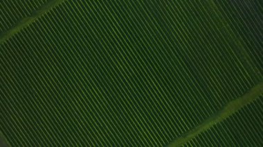 Güneş ışığında sıra sıra kuşüzümü çalılarının muhteşem üst görüntüsü.