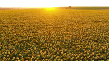 Yumuşak akşam ışığında sarı ayçiçeği tarlasının üzerinde uçuyor. Tarımsal arazide uçan insansız hava aracı. Ukrayna 'nın yeri, Avrupa. Toprağın güzelliğini keşfedin. 4K 'da çekilmiş..