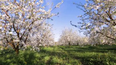 Güneşli bir günde çiçek açan kiraz ağaçlarıyla süslü bir bahçe..