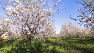Güneşli bir günde çiçek açan kiraz ağaçlarıyla süslü bir bahçe..