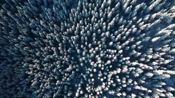 Pemandangan Musim Dingin Dengan Pohon Cemara Bersalju Beku Airial Top — Stok Video