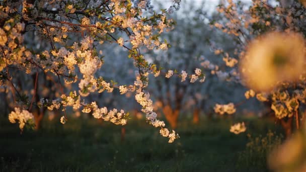 Jardín Ornamental Con Florecientes Cerezos Exuberantes Día Soleado — Vídeos de Stock