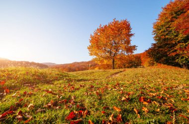 Dağ vadisinde güneşli kirişleri olan bir tepedeki parlak kayın ağacı. Dramatik sabah sahnesi. Kırmızı ve sarı sonbahar yaprakları. Mekan Karpatlar, Ukrayna, Avrupa. Güzellik dünyasını keşfedin.