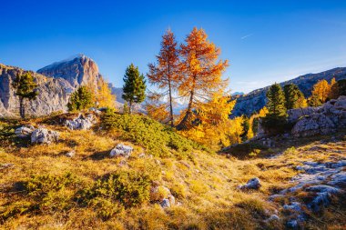 Parlak sarı tarlalar gün ışığında parlıyor. Resimli ve muhteşem bir sahne. Popüler turist eğlencesi. Dolomiti Alpleri, Cortina d 'Ampezzo, Falzarego Geçidi, İtalya, Avrupa. Güzellik dünyası.