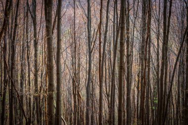 Ormanın mistik kasvetli manzarası. Dramatik ve resimli bir sahne. Mekan Karpatlar, Ukrayna, Avrupa. Retro ve klasik tarzda. Instagram filtre etkisi. Güzellik dünyası.