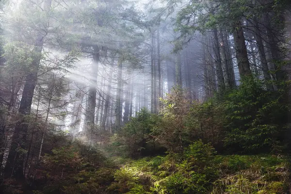 Güneş Işığıyla Parlayan Muhteşem Orman Dramatik Bir Sabah Muhteşem Bir — Stok fotoğraf
