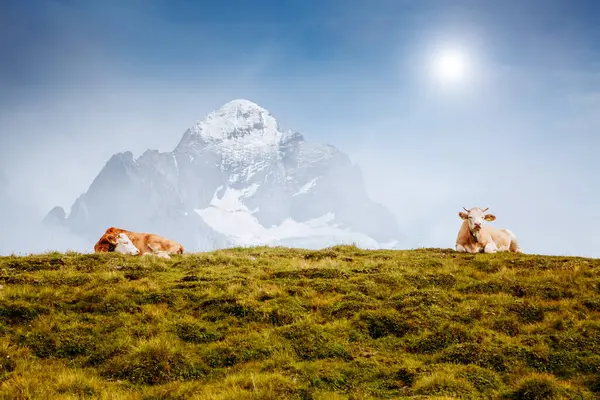 광선에 언덕에서 휴식을 있습니다 화려하고 화려한 장면입니다 Berner Oberland 그린델발트 — 스톡 사진