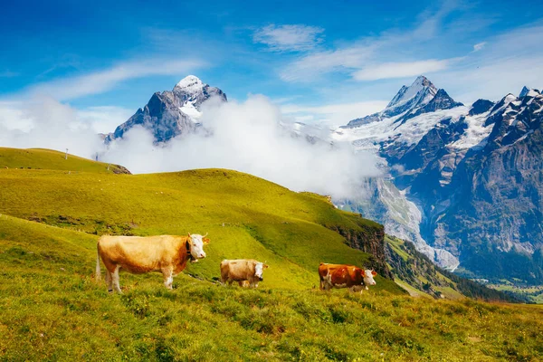 Vacas Pastam Colinas Alpinas Raios Sol Cena Dia Pitoresca Linda — Fotografia de Stock