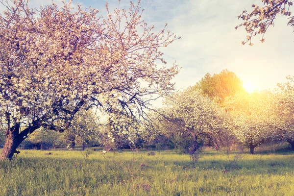 Фантастичний Яблучний Сад Освітлюється Сонячним Світлом Плодове Дерево Квітні Мальовнича Стокове Зображення